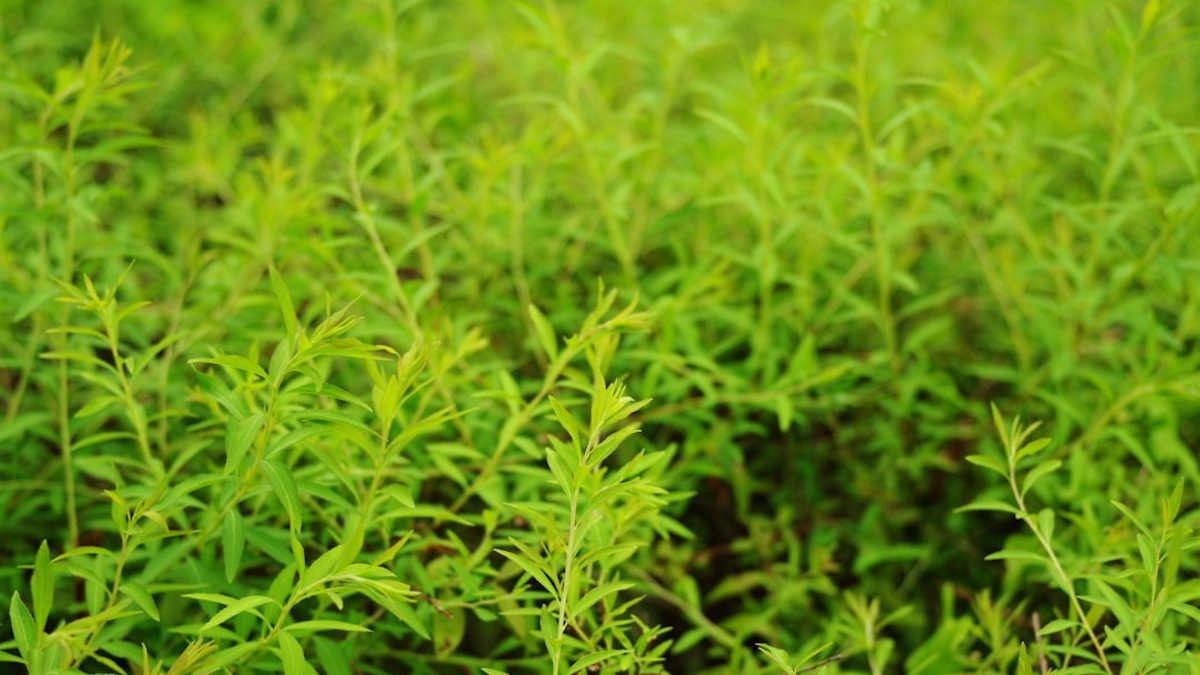 Adaptogene: Natuerliche Helfer gegen Stress