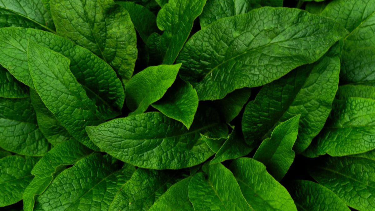 Detox Kur zu Hause - Ein kompletter Leitfaden