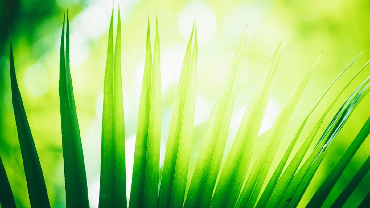 Digital Detox 2025: Strategien fuer weniger Bildschirmzeit