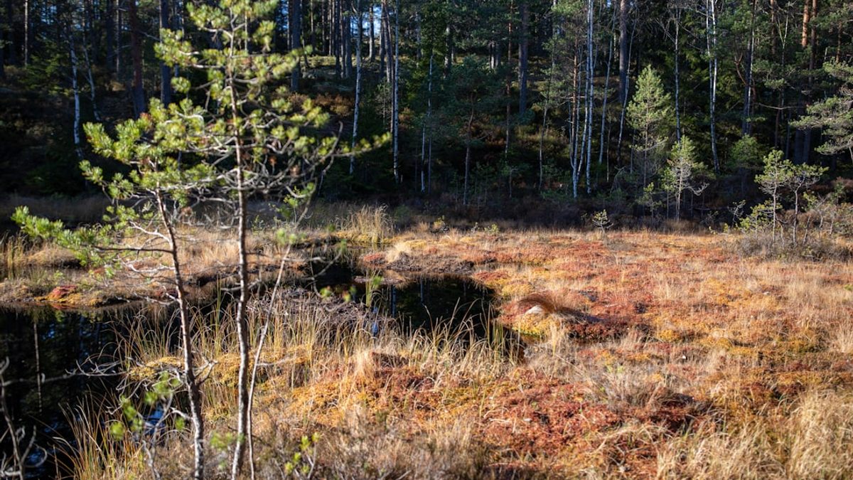 Waldbaden Shinrin-Yoku: Die japanische Heilkunst der Natur
